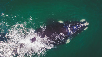 Naklejka premium Aerial view over a Southern Right Whale and her calf along the overberg coast close to Hermanus in South Africa
