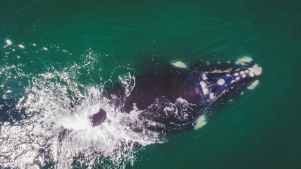 Aerial view over a Southern Right Whale and her calf along the overberg coast close to Hermanus in South Africa