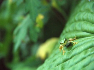 葉の上で休むカエル