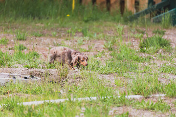 Longhaired Dapple Doxie or Dapple Dachshund in Grass