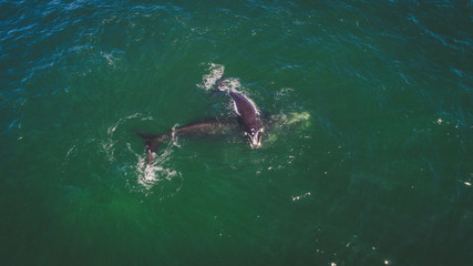 Aerial view over a Southern Right Whale and her calf along the overberg coast close to Hermanus in South Africa