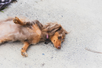 Longhaired Dapple Doxie or Dapple Dachshund Stretching