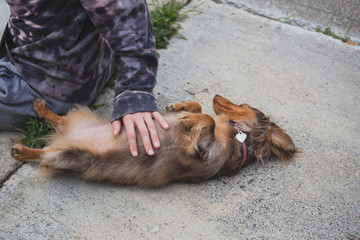Obraz premium Longhaired Dapple Doxie or Dapple Dachshund Gets Belly Rubs