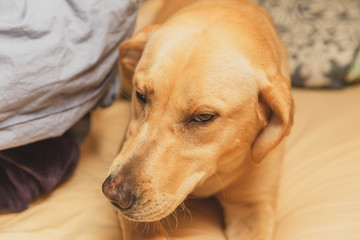 Reluctant Labrador Dog