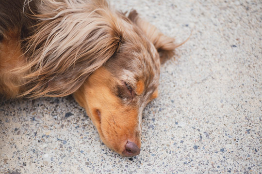 Longhaired Dapple Doxie or Dapple Dachshund Napping Outside