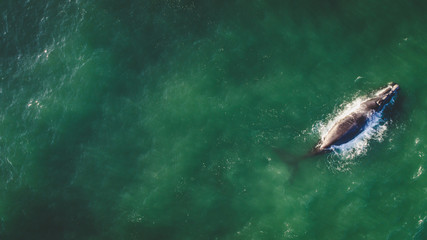 Aerial view over a Southern Right Whale and her calf along the overberg coast close to Hermanus in South Africa