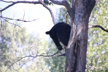 Bear Tree