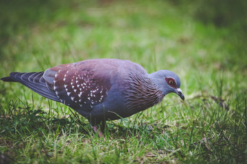 Close up image of a rock pigeon walking on a green lawn