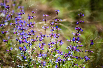 Purple Flowers in Summer Wilderness