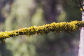 Close Up of Moss on Tree Branch