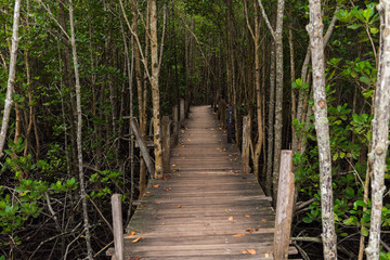Fototapeta premium Mangroves inTung Prong Thong lub Golden Mangrove Field w Estuary Pra Sae, Rayong, Tajlandia