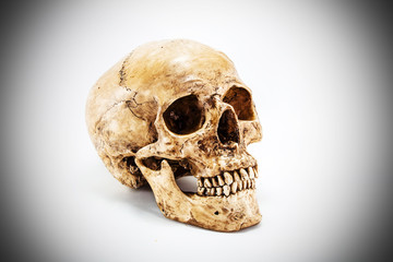 Side view of human skull