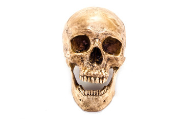 skull