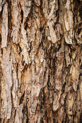 Bark tree texture background