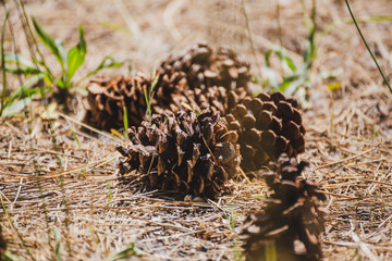 Pinecones and Pine Needles