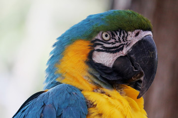 Blue and Gold Macaw 