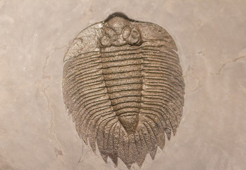 Fossilized remains of a trilobite.