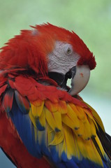 Obraz premium Ruffled Feathers