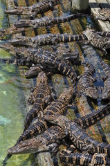 Obraz premium Alligator Raft
