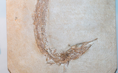 fossilized imprint of a prehistoric fish encased in stone.