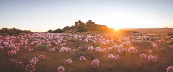 Panoramic landscape images of the March flowers (Brunsvigia Bosmaniae) in Nieuwoudtville in the Northern Cape of South Africa