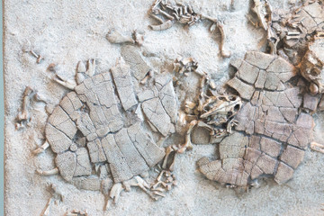 fossilized imprint of a prehistoric turtles   encased in sandstone. © marls
