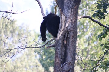 Bear in a Tree