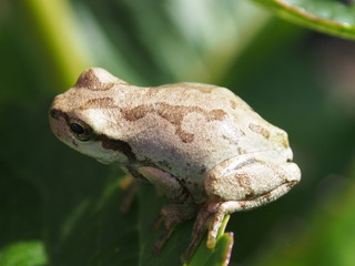 カエル