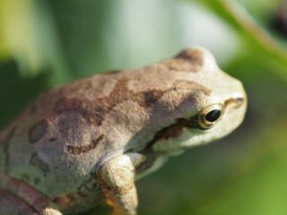 アジサイとカエル