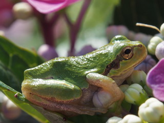 アジサイとカエル