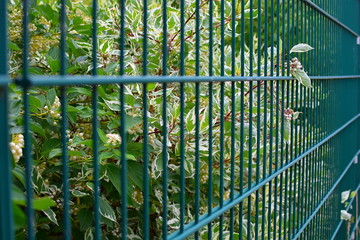 Gartenzaun als Hintergrund