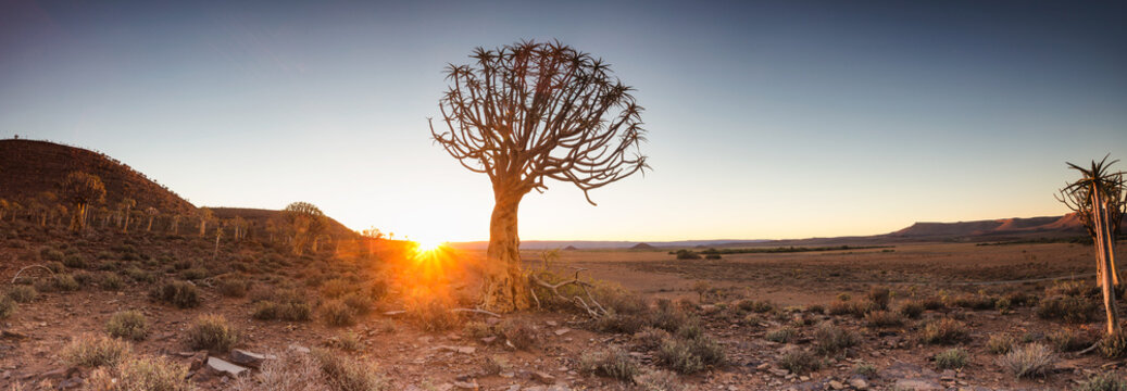 Wide angle landscape photo of the sunset over the Quiver tree forest in Nieuwoudtville in the Northern Cape of South Africa
