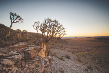 Wide angle landscape photo of the sunset over the Quiver tree forest in Nieuwoudtville in the...