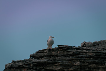 Bird at Bruce Peninsula
