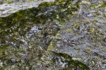 Deep Fried Green Seaweed Thin Chips Crispy Snack