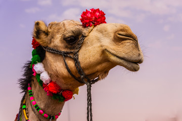 The Camel Beauty