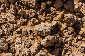 A fossilized shell of a bivalve sea mollusk in the desert near Riyadh 