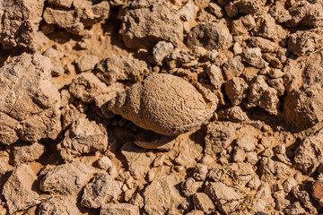 Fossilized snail shell in the desert near Riyadh