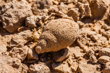 Fossilized snail shell in the desert near Riyadh