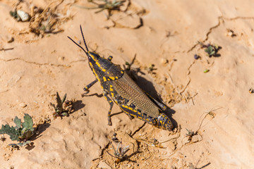 A female of grasshopper Poekilocerus bufonius (Klug, 1832) spotted near Riyadh