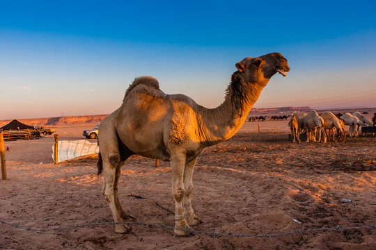 An elite Saudi dromedary male camel