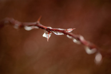 Icicle drop on branch