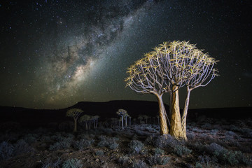Wide angle astro photography photo with the blazing milky way over the Quiver tree forest in...