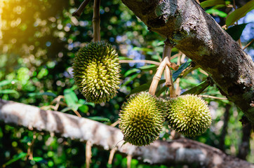 Obraz premium Durian