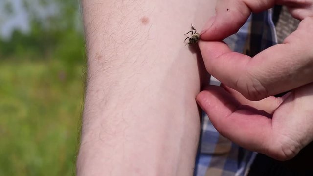 a man puts a bee on his hand and waits for it to sting him
