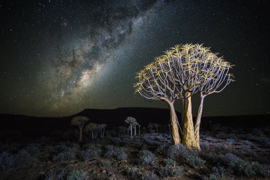 Wide angle astro photography photo with the blazing milky way over the Quiver tree forest in Nieuwoudtville in the Northern Cape of South Africa