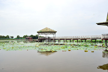 The big pond, the fish pond, the lotus.