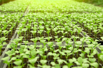 Close-up of green seedling growing out of soil