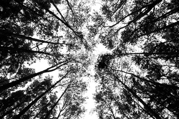 Bottom view of tall old trees in pine forest of nature.
