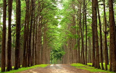Papier Peint photo Lavable Arbres Country road surrounded by colorful pine wood in rainy season